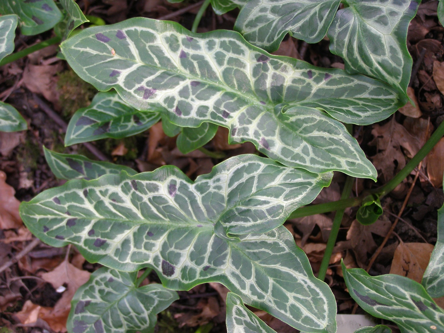 Arum 'Blackspot'